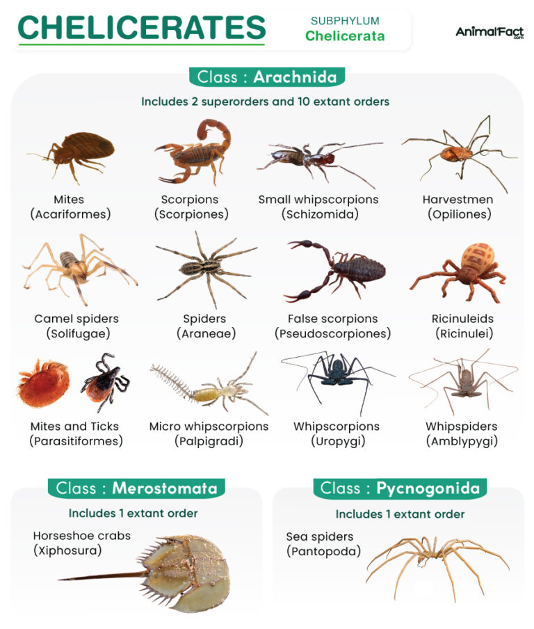 Chelicerata