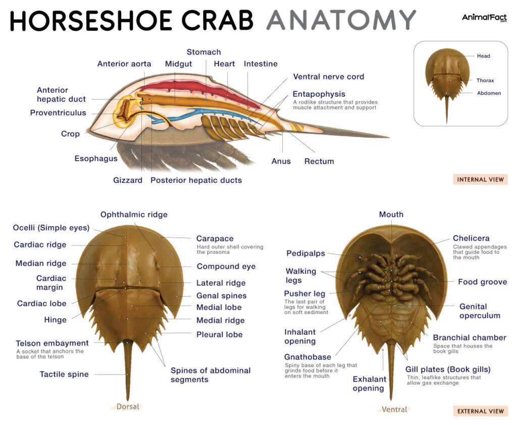 Horseshoe Crab Anatomy