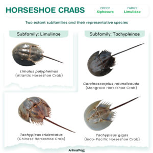 Horseshoe Crabs