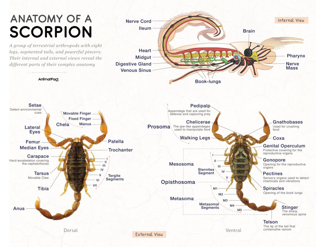 Anatomy Scorpion