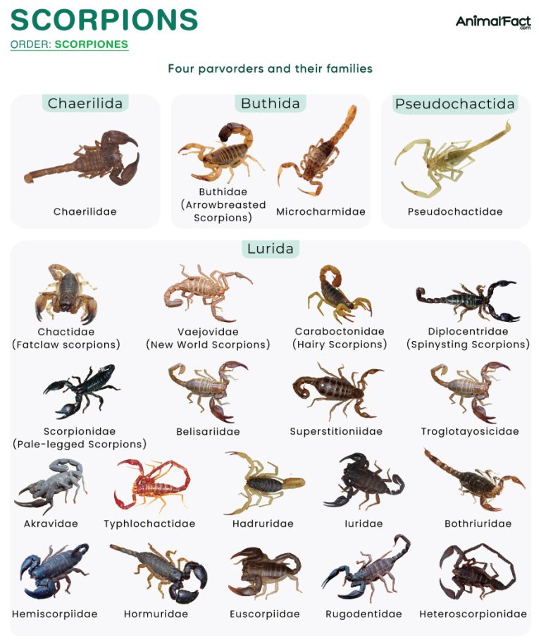 Scorpions (Scorpiones)