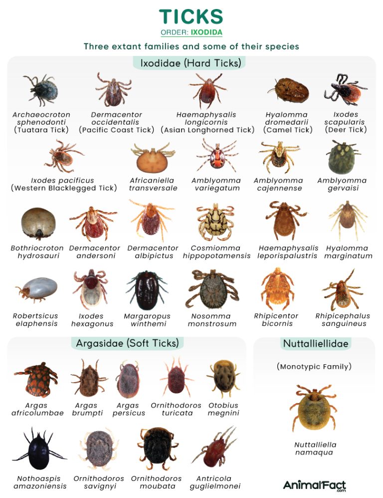 Ticks (Ixodida)