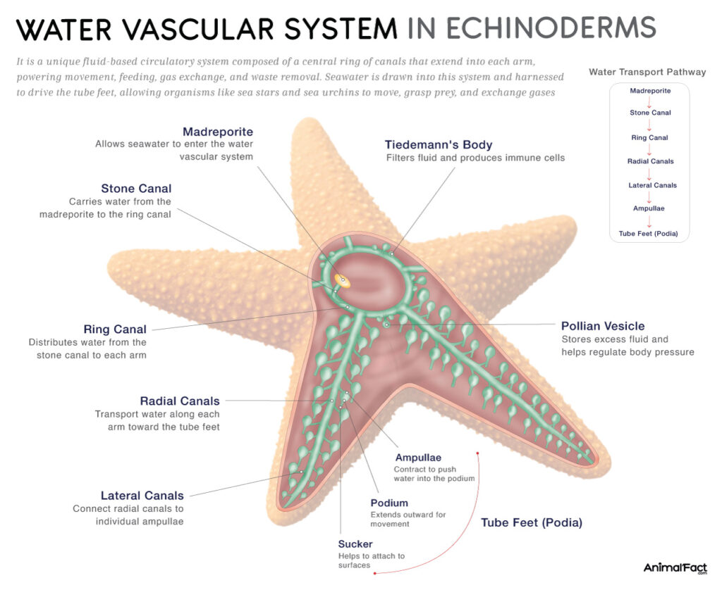 Echinoderms Water Vascular System