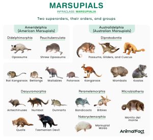 Marsupials (Marsupialia)