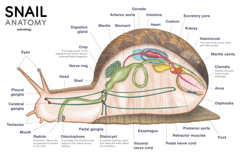 Snail Anatomy
