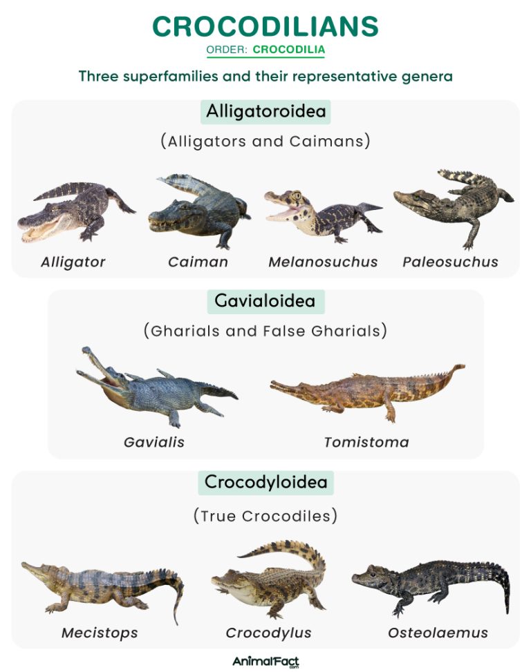 Crocodilians (Crocodilia)