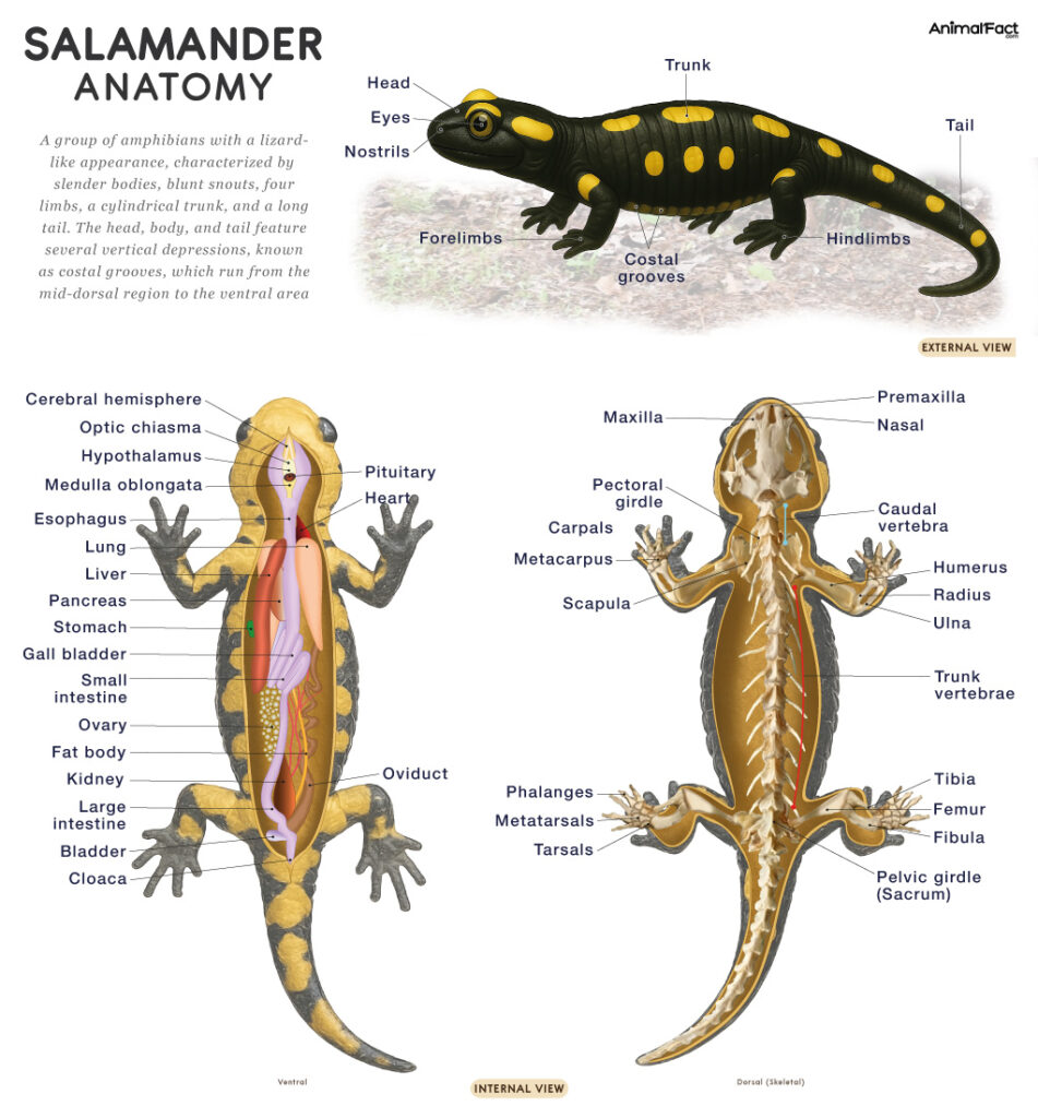 Salamander Anatomy