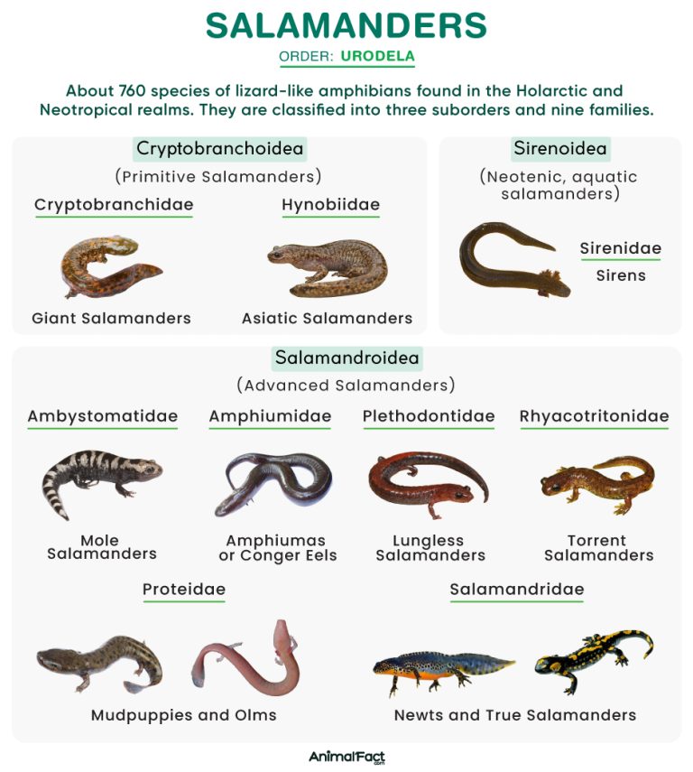 Salamanders (Urodela)
