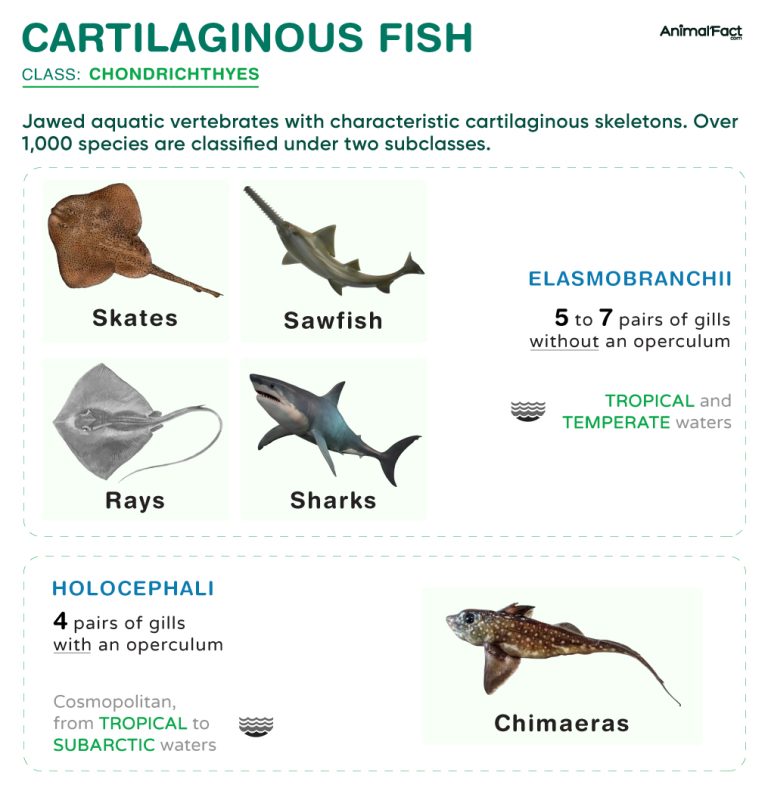 Cartilaginous Fish (Chondrichthyes)