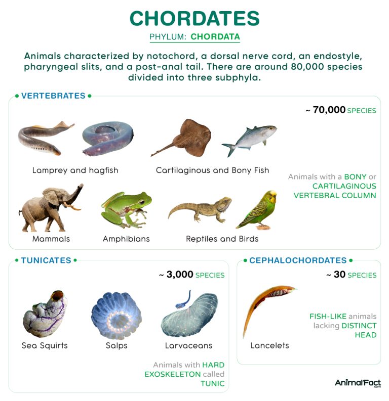 Chordates (Chordata)