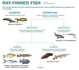 Ray Finned Fish (Actinopterygii)