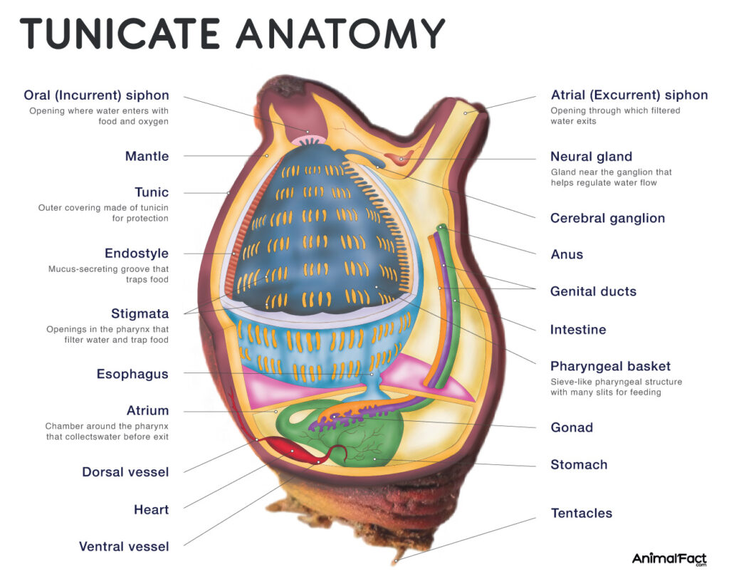 Tunicate Anatomy