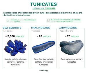 Tunicates (Tunicata)