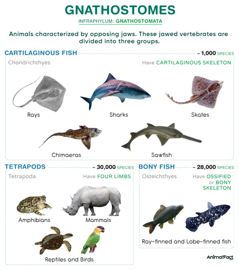 Gnathostome