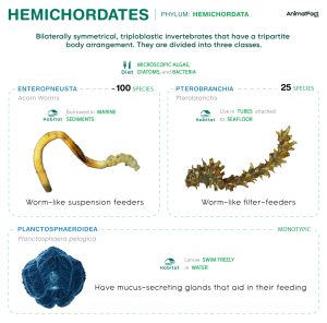 Hemichordates (Hemichordata)