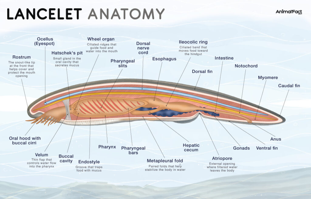 Lancelet Anatomy