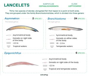 Lancelet (Cephalochordata)