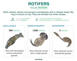 Rotifers (Rotifera)