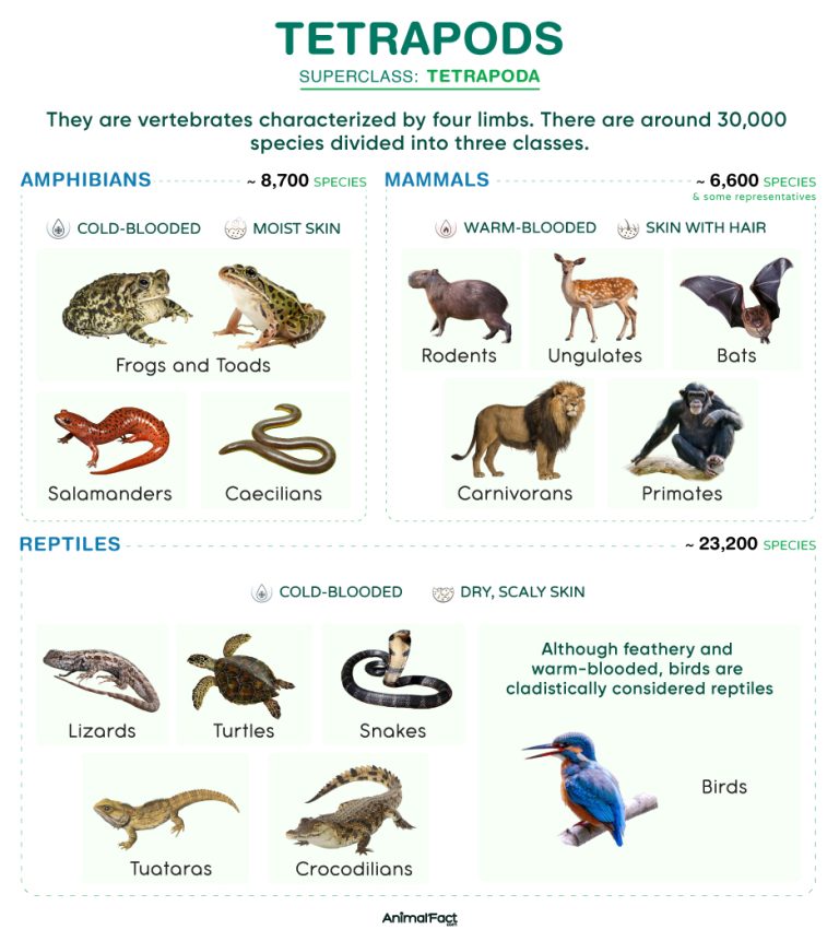 Tetrapods (Tetrapoda)