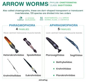 Arrow Worms (Chaetognatha)