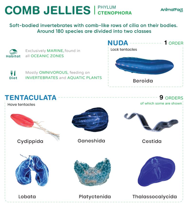 Comb Jellies (Ctenophora)