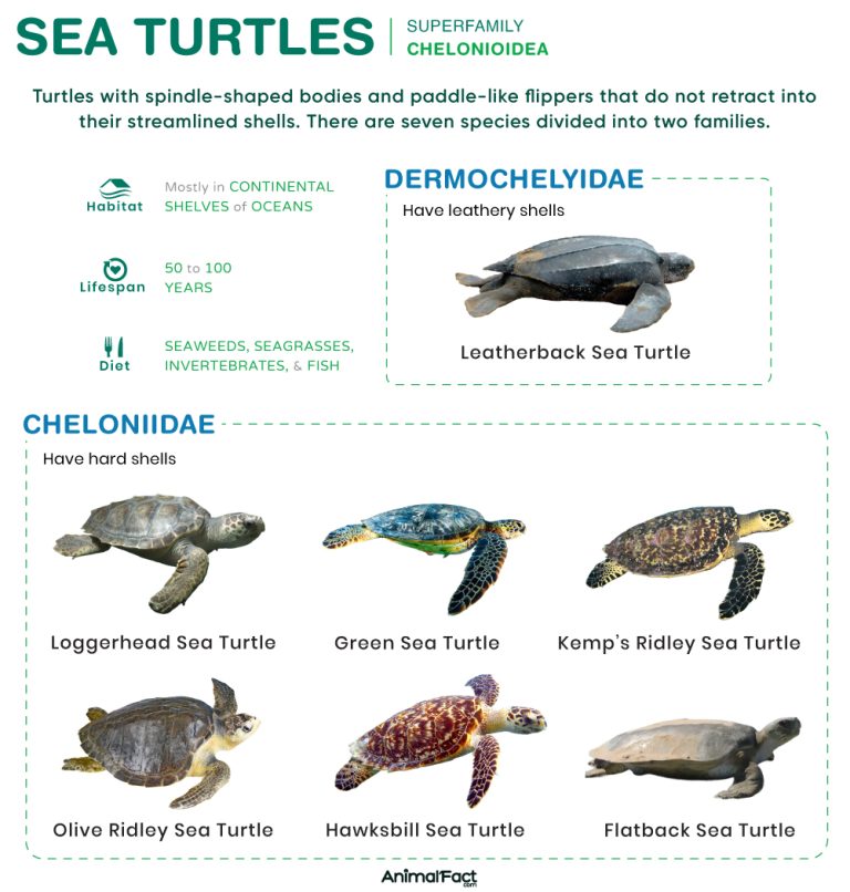 Sea Turtles (Chelonioidea)