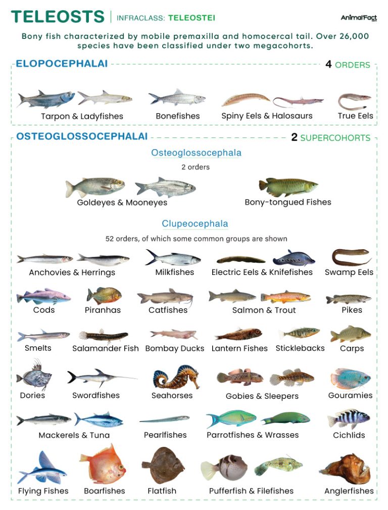 Teleosts (Teleostei)