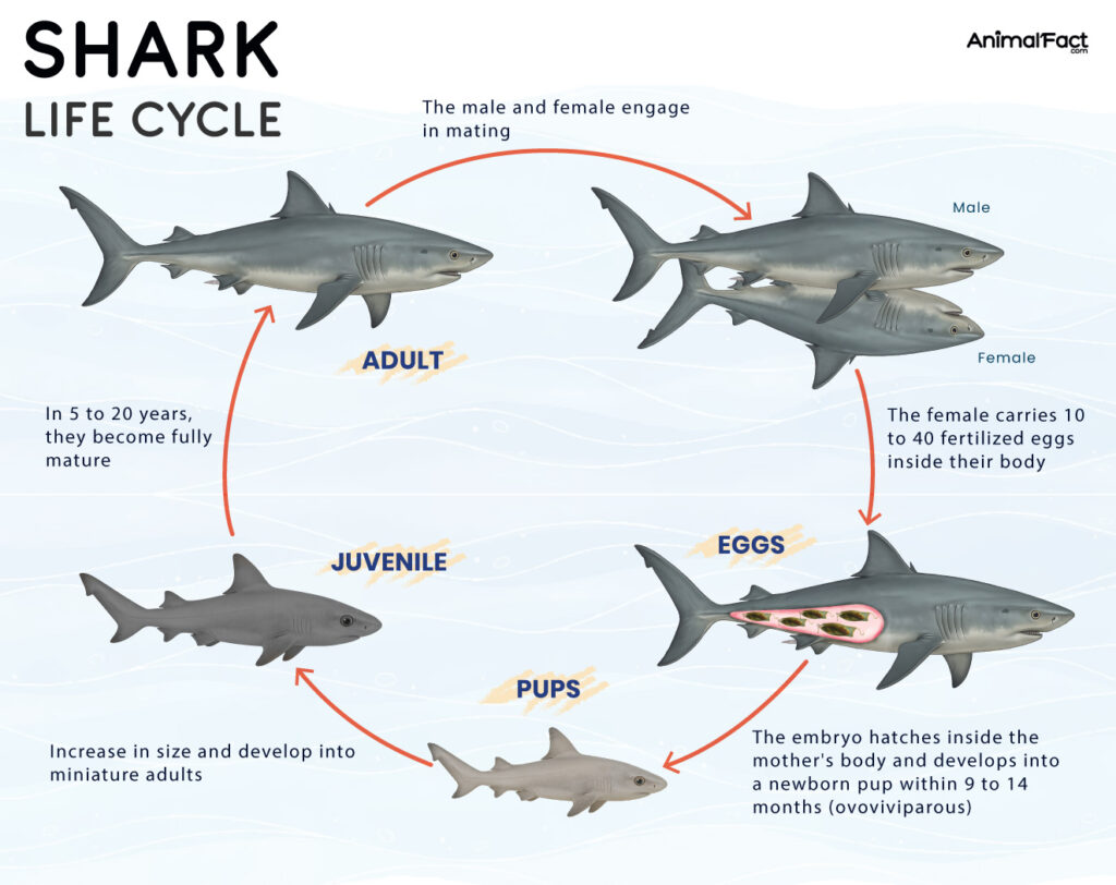 Shark Life Cycle