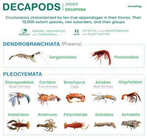 Decapods (Decapoda)