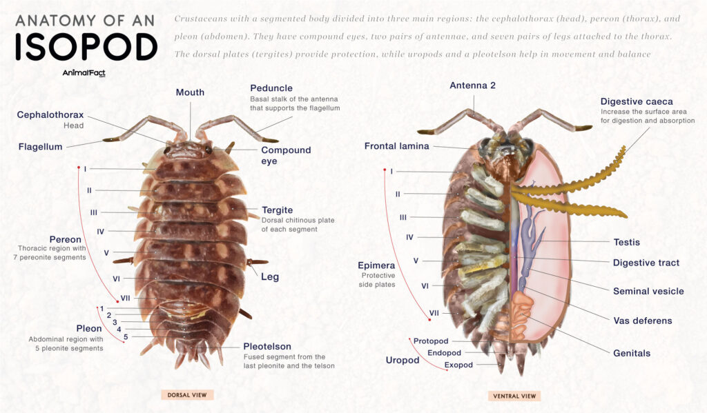 Isopod Anatomy