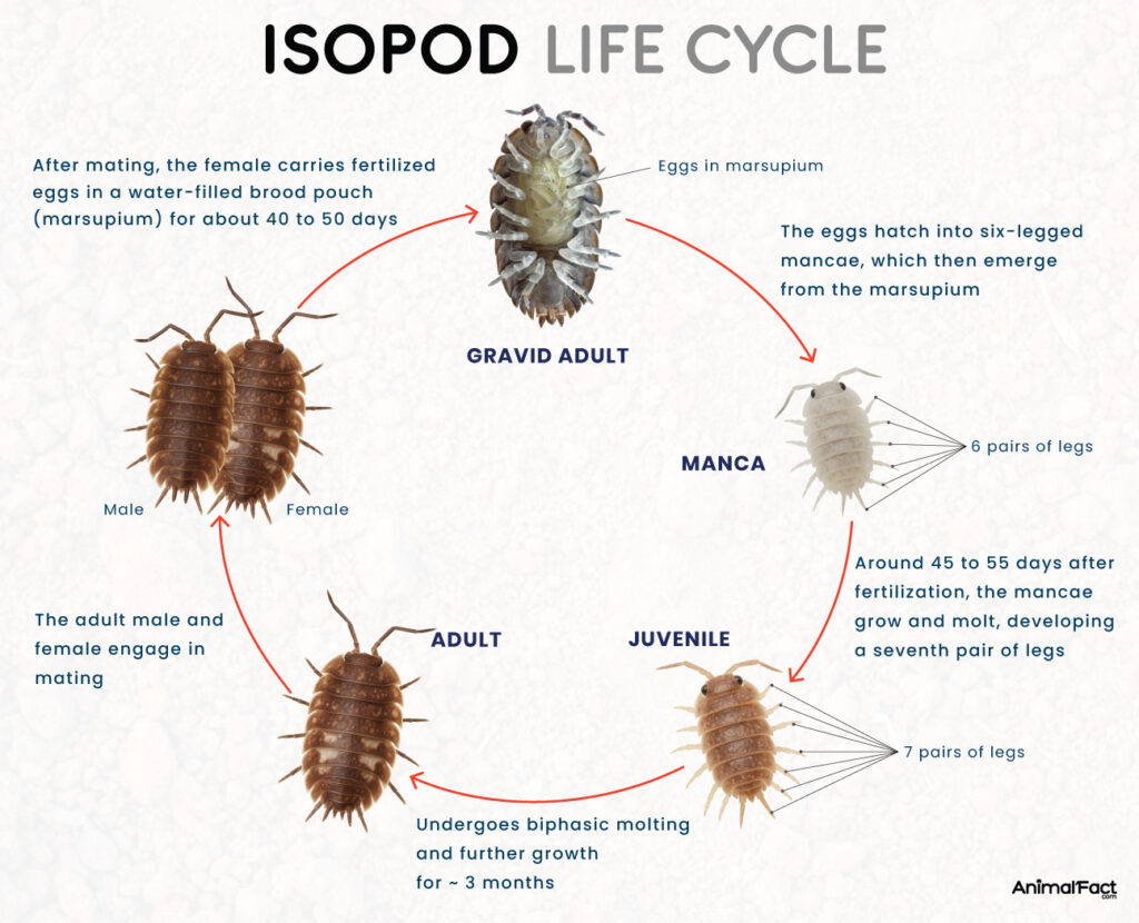 Isopod Life Cycle