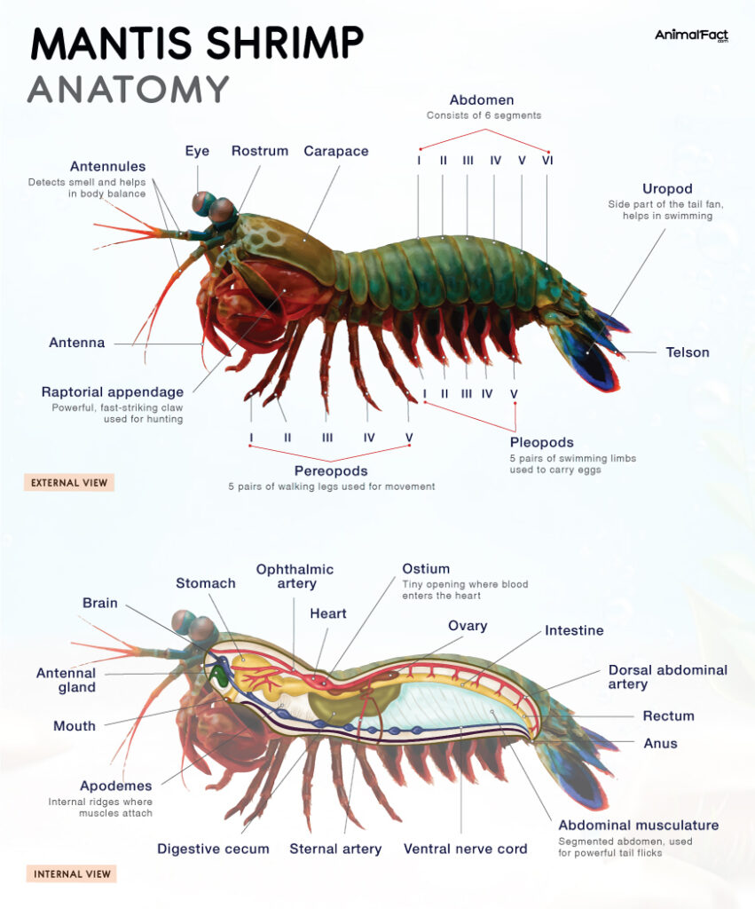 Mantis Shrimp Anatomy