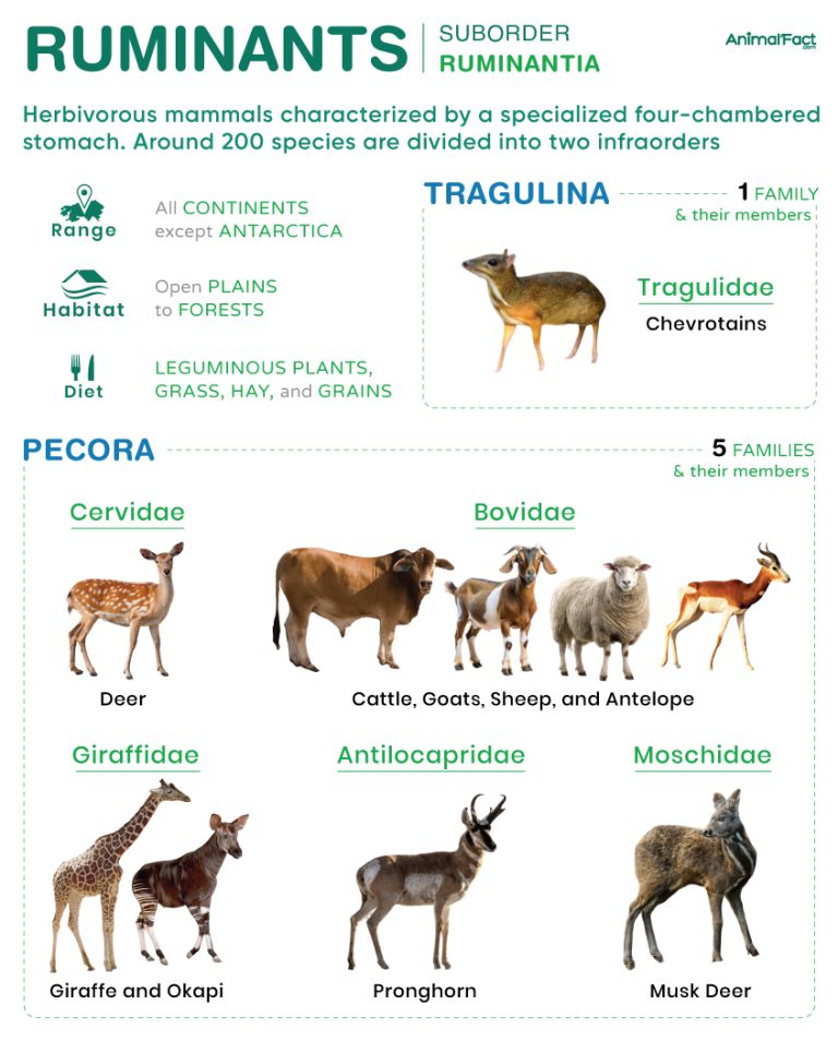 Ruminants (Ruminantia)