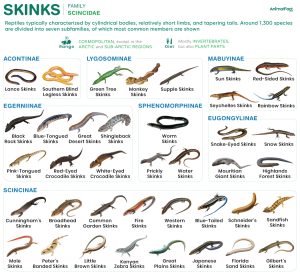 Skinks (Scincidae)
