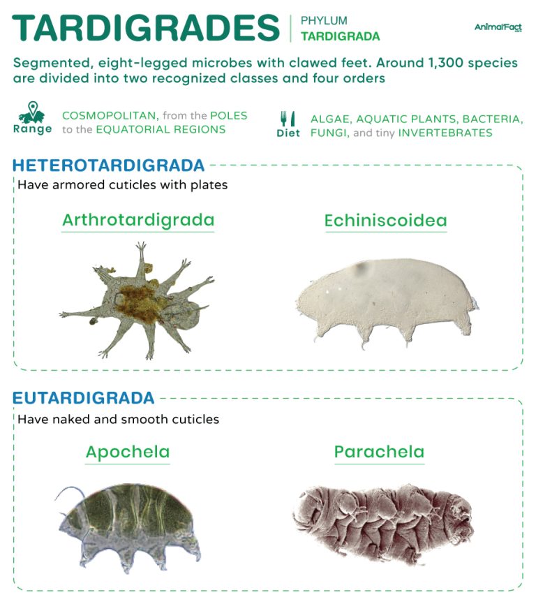 Tardigrade (Water-bear Tardigrada)
