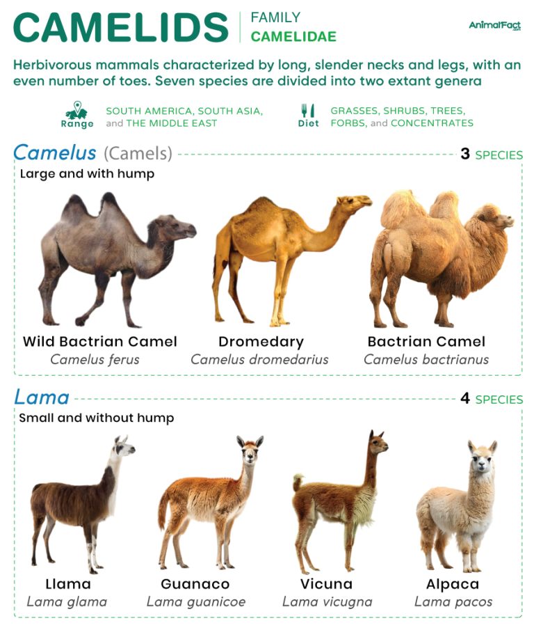 Camelids (Camelidae)