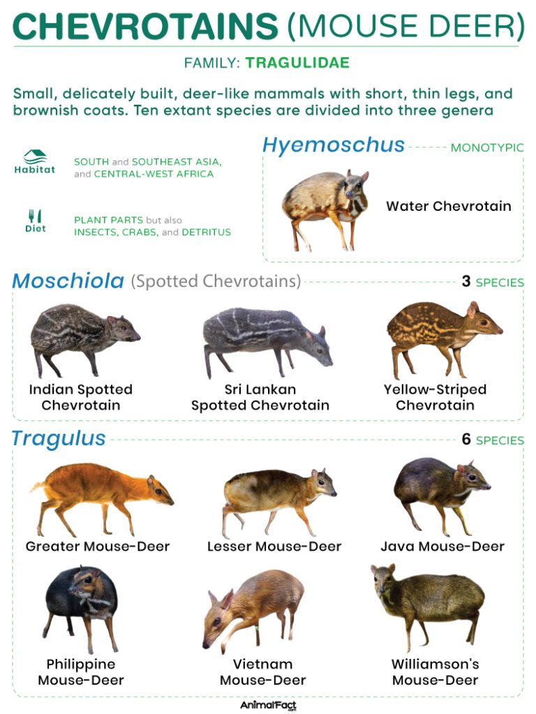 Chevrotain (Mouse Deer)