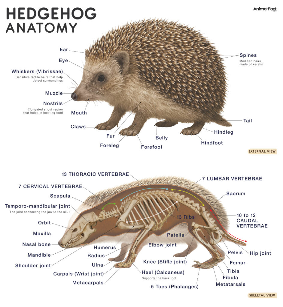 Hedgehog Anatomy