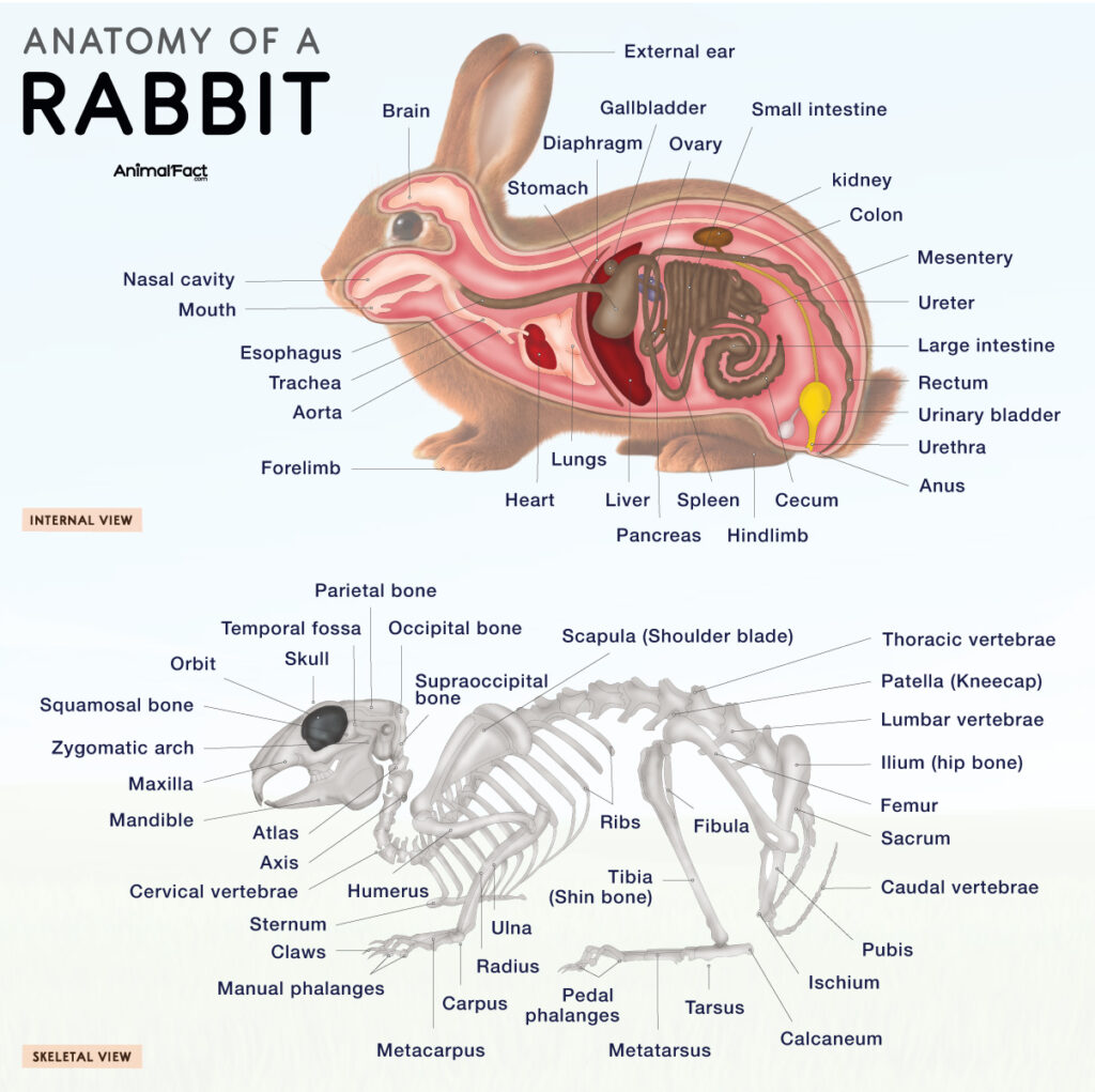 Rabbit Bunny Anatomy
