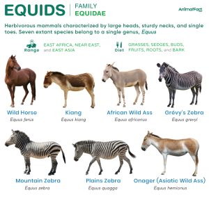 Equid (Equidae-Equids)
