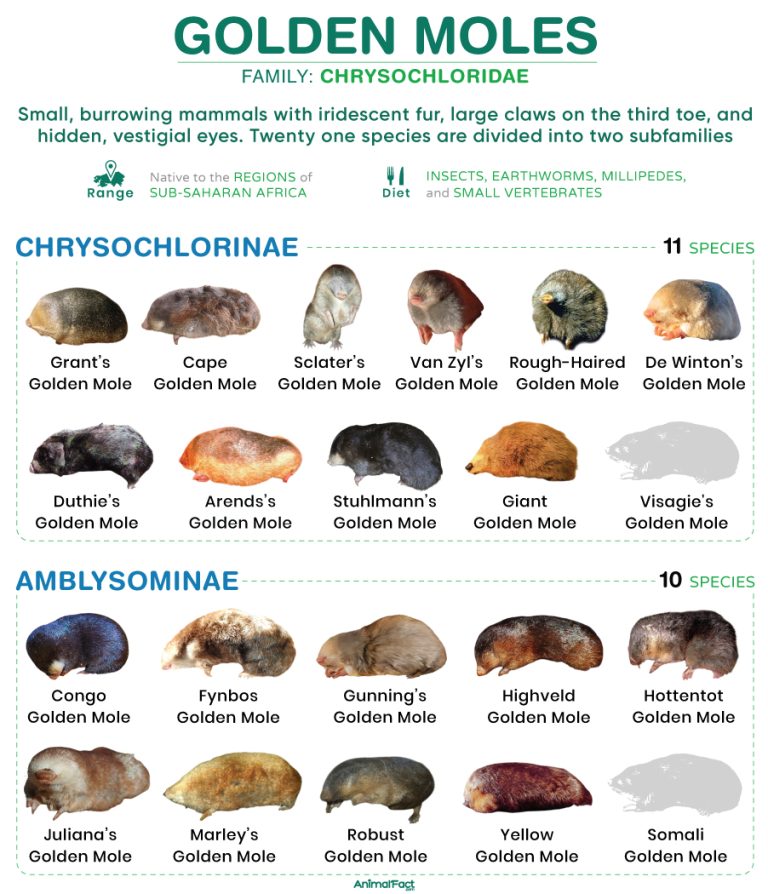 Golden Mole (Chrysochloridae)