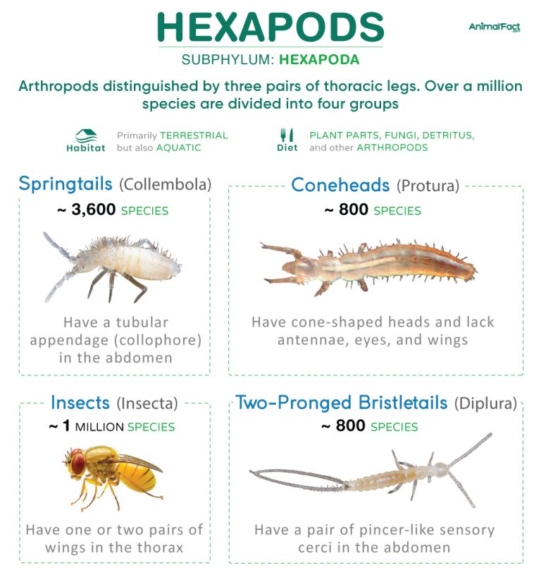 Hexapod-Hexapoda