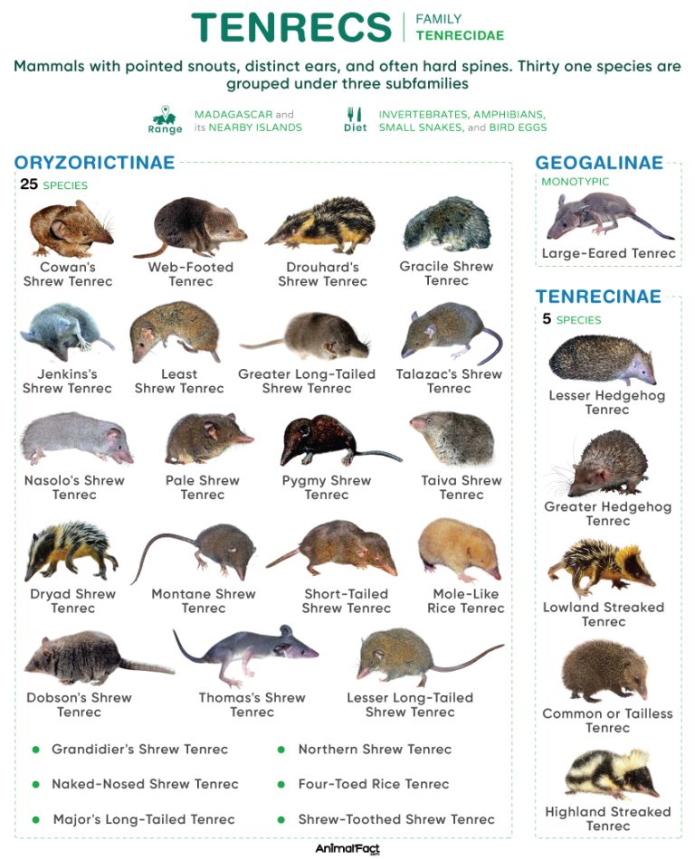 Tenrec (Tenrecidae)