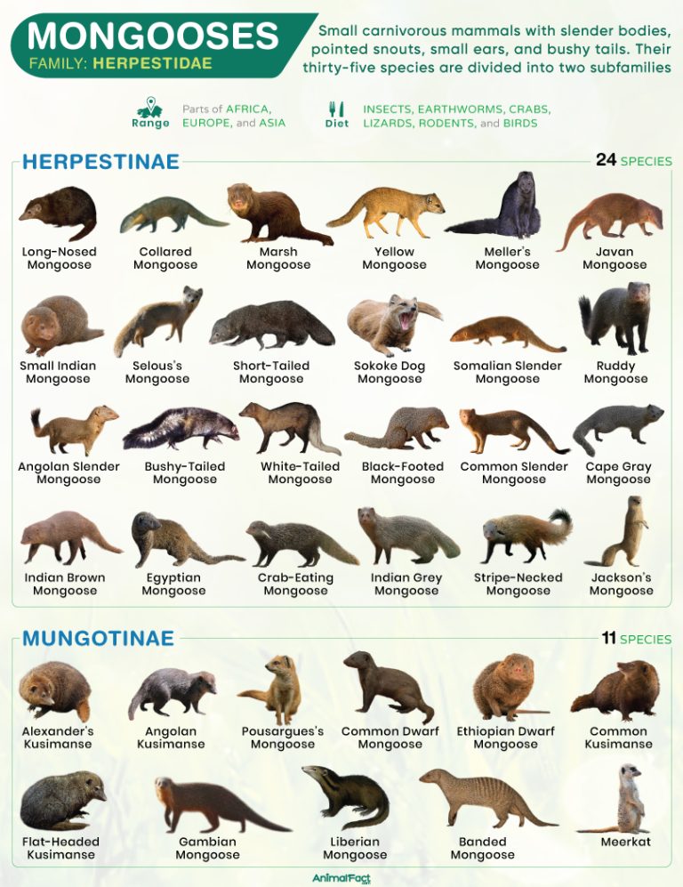 Mongoose (Mongooses Herpestidae)