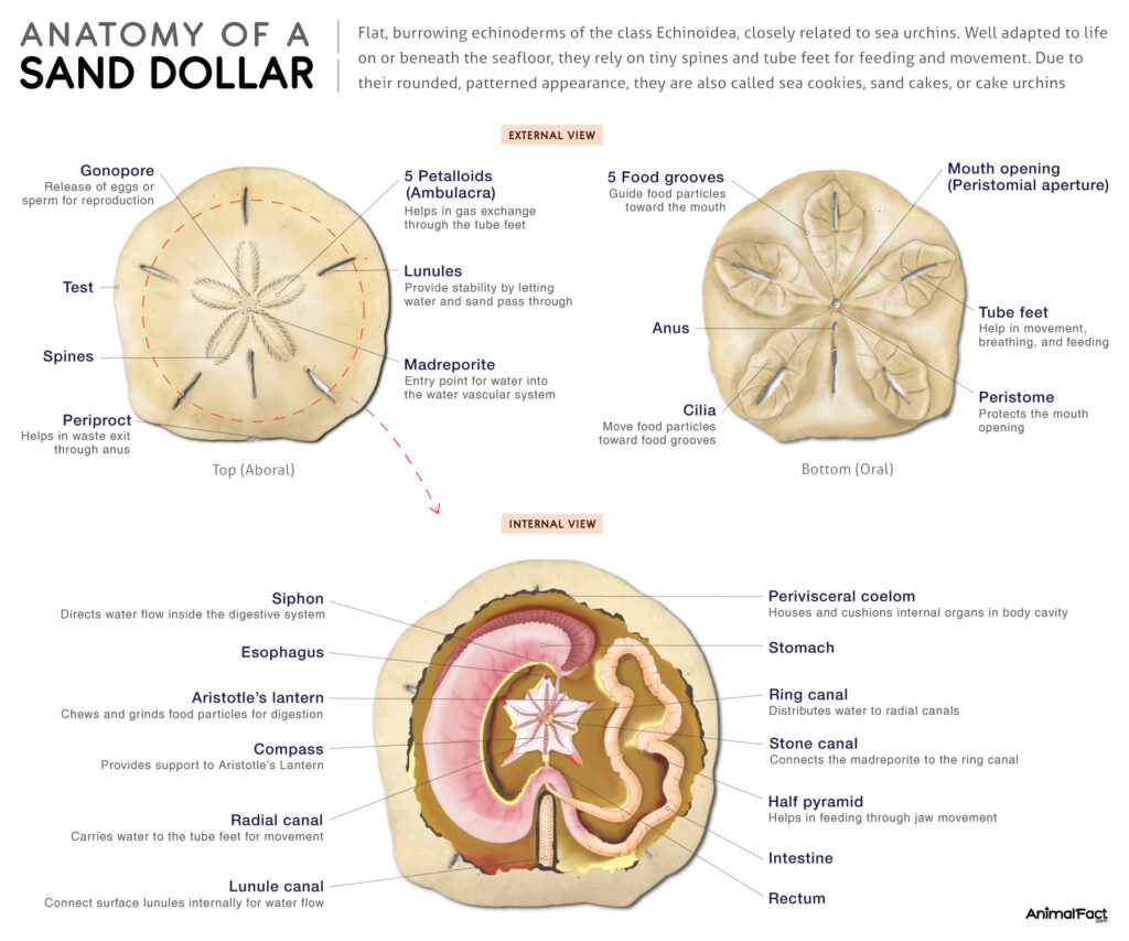 Sand Dollar Anatomy