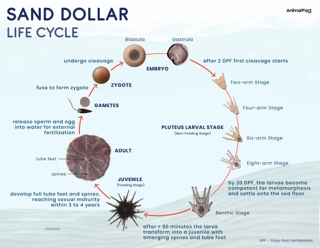 Sand Dollar Lifecycle