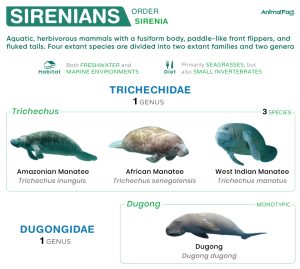 Sirenians (Sirenia, Sea Cow)