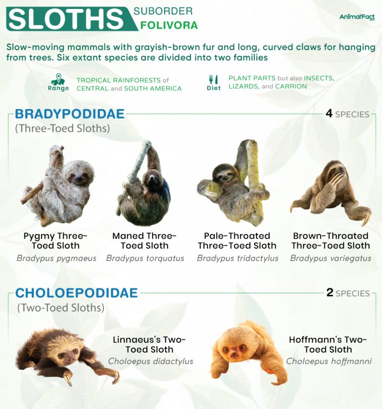 Sloth (Folivora)