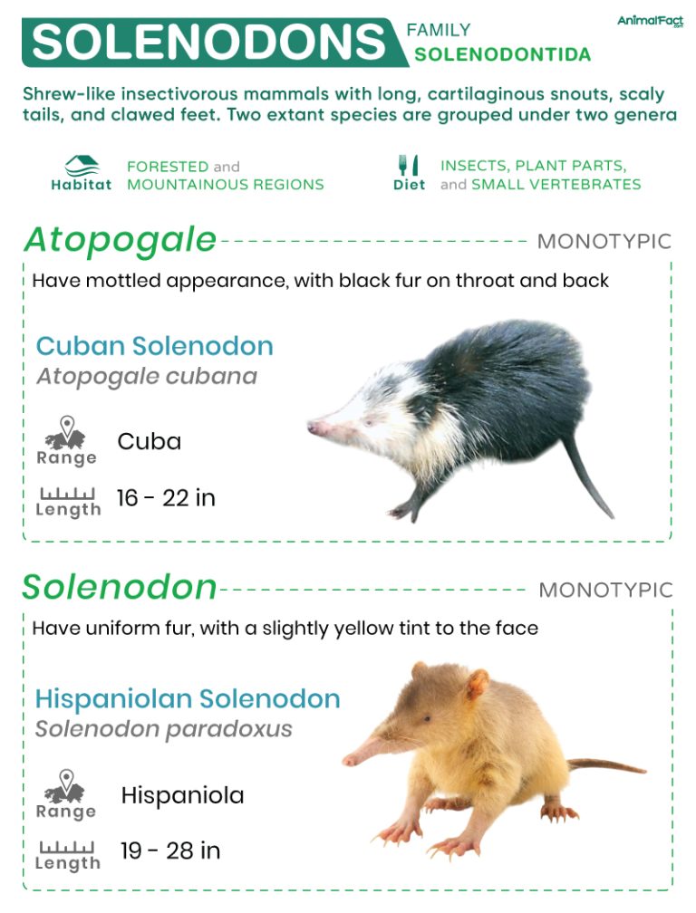 Solenodon (Solenodontida)