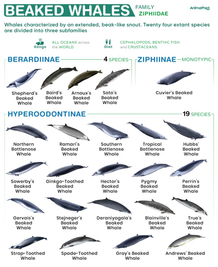 Beaked Whale (Ziphiidae)